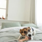 DADWAYPET ダッドウェイペット FAD ファッド レザーボーン 犬用おもちゃ L