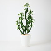観葉植物 造花 ユーフォルビア BROWN 全高約147cm 大型 フェイクグリーン 本物そっくり おしゃれ インテリア 人工観葉植物 アーティフィシャルグリーン オフィス 店舗 ホテル 開店祝い 室内 多肉植物 フェイク