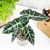 PLANCHU 観葉植物 アロカシア アマゾニカ ポリー 4号鉢 受け皿付き 育て方説明書付き Alocasia × amazonica ‘Polly’ アロイド