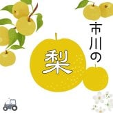 予約販売 いちかわの梨 秋月 5kg 9～14玉 千葉県市川産 梨 なし 和梨 フルーツ 果物 ギフト 贈答用 お中元 暑中見舞い 残暑見舞い お盆 お供え 高級フルーツ 旬の味覚