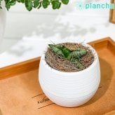 PLANCHU 観葉植物 サンセベリア ボンセレンシス スーパードワーフ 3号丸鉢 受け皿付き 育て方説明書付き Sansevieria ‘Boncellensis Super Dwarf’ サンスベリア 多肉植物