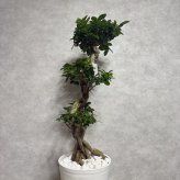 ガジュマル 観葉植物 八の字 8号鉢苗 大型 盆栽 末広がりの8の字 室内 珍しい 希少種 多幸の木 幸福をもたらす精霊が住むガジュマルの木 おしゃれなインテリア 結婚祝い 新築祝い 開店祝い 開業祝い 誕生日 母の日 父の日 記念日 プレゼントギフト 肥料別売り 敬老の日