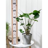 PLANCHU 観葉植物 アロカシア スティングレイ 5号鉢 受け皿付き 育て方説明書付き Alocasia macrorrhizos ‘Stingray’ アロイド