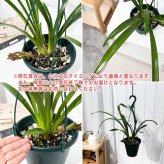 PLANCHU 東洋ラン シンビジウム フォアゴットンフルーツ 6号吊り鉢 育て方説明書付き Cymbidium ‘Forgotten Fruits’ ミツバチラン キンリョウヘン シンビジューム