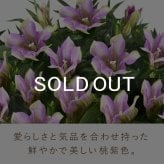 敬老の日 すぐ贈れるギフト 即日発送 鉢植え プレゼント ギフト 花 りんどう 竜胆 リンドウ 生花 花鉢 花とスーツ 孫 ありがとう どら焼き バウムクーヘン 干し芋 芋けんぴ かりんとう カステラ ようかん あんみつ 秋 送料無料 スイーツ お菓子 和菓子 洋菓子 メッセージカード おいもや