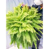 PLANCHU 観葉植物 ネフロレピス ハッピーゴールデン 8号吊り鉢 育て方説明書付き Nephrolepis exaltata ‘Happy Golden’ ボストンファーン ボストンファン シダ植物