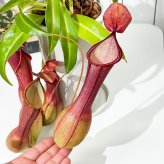 PLANCHU 食虫植物 ネペンテス アラタ アカ 5号鉢 受け皿付き 育て方説明書付き Nepenthes alata アラータ ウツボカズラ