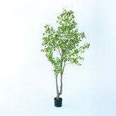 観葉植物 造花 斑入りベンジャミン BROWN 全高約210cm 大型 フェイクグリーン 高級 本物そっくり リアル おしゃれ 明るい インテリア 人工観葉植物 アーティフィシャルグリーン オフィス 店舗 ホテル 開店祝い 室内 リビング 玄関 風水 ベンジャミナ