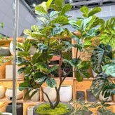 観葉植物 造花 カシワバゴム BROWN 全高約200cm 大型 曲がり幹 フェイクグリーン 高級 本物そっくり リアル おしゃれ インテリア 人工観葉植物 アーティフィシャルグリーン シンボルツリー オフィス 店舗 ホテル 開店祝い 室内 リビング 玄関 風水 ゴムの木