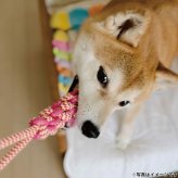 プラッツ PLATZ パピーズチョイス ツインロープ タグ 犬用おもちゃ ピンク