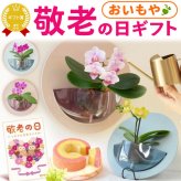 【まだ間に合う】 敬老の日 すぐ贈れるギフト 即日発送 プレゼント 2026 花 生花 蘭 胡蝶蘭 ラン 鉢花 鉢植え 産地直送 産直 ミディ 可愛い かわいい インテリア 壁掛け スタンド バウムクーヘン 苺 お手入れ簡単 ギフト 送料無料 スイーツ お菓子 洋菓子 おいもや