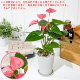 PLANCHU 観葉植物 アンスリウム ロイヤルピンクチャンピオン 4号鉢 受け皿付き 育て方説明書付き Anthurium andraeanum ‘Royal Pink Champion’ アンスリューム アロイド 鉢花 ピンク系