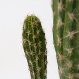 観葉植物 造花 柱サボテン BROWN 全高約71cm 卓上・小型 フェイクグリーン 本物そっくり おしゃれ インテリア 人工観葉植物 アーティフィシャルグリーン オフィス 店舗 ホテル 開店祝い 室内 ミニ サボテン カクタス フェイク
