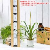 PLANCHU 観葉植物 グズマニア ディッシティフローラ マイヨル 3.5号鉢 受け皿付き 育て方説明書付き Guzmania dissitiflora ‘Major’ ブロメリア