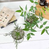 虫除け植物 ミラクルニーム ＆ モスキートブロッカー 4号鉢 2種セット 受け皿付き 育て方説明書付き 観葉植物 PVP