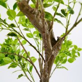 観葉植物 造花 斑入りベンジャミン BROWN 全高約210cm 大型 フェイクグリーン 高級 本物そっくり リアル おしゃれ 明るい インテリア 人工観葉植物 アーティフィシャルグリーン オフィス 店舗 ホテル 開店祝い 室内 リビング 玄関 風水 ベンジャミナ