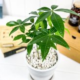 PLANCHU 観葉植物 パキラ ストレート 実生株 5号樹脂鉢 ホワイト サスティー付き 受け皿付き 育て方説明書付き Pachira glabra 発財樹