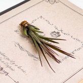 PLANCHU メール便発送 エアプランツ ティランジア トリコロール Sサイズ 1株 W2×H6cm前後 育て方説明書付き Tillandsia tricolor エアープランツ チランジア