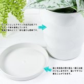 PLANCHU 観葉植物 スパティフィラム 6号鉢 受け皿付き 育て方説明書付き Spathiphyllum hybrids アロイド