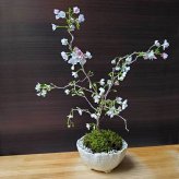 桜・・・そう聞くだけで心和む景色を貴方のもとへ　別名豆桜 【富士桜・湖上の舞の盆栽　万古焼 白深鉢 】