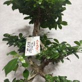 ガジュマル 観葉植物 八の字 8号鉢苗 大型 盆栽 末広がりの8の字 室内 珍しい 希少種 多幸の木 幸福をもたらす精霊が住むガジュマルの木 おしゃれなインテリア 結婚祝い 新築祝い 開店祝い 開業祝い 誕生日 母の日 父の日 記念日 プレゼントギフト 肥料別売り 敬老の日