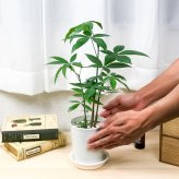 PLANCHU 観葉植物 パキラ ストレート 実生株 4号鉢 受け皿付き 育て方説明書付き Pachira glabra 発財樹