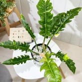 PLANCHU 観葉植物 フィロデンドロン リングオブファイア 5号鉢 受け皿付き 育て方説明書付き Philodendron ‘Ring Of Fire’ リングオブファイヤー 斑入り アロイド