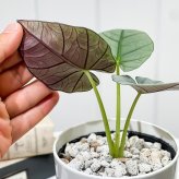 PLANCHU 観葉植物 アロカシア エレーン 4号鉢 受け皿付き 育て方説明書付き Alocasia nebula ‘Elaine’ アロイド