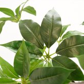 観葉植物 造花 ツピタンサス BROWN 全高約150cm 大型 フェイクグリーン 本物そっくり おしゃれ インテリア 人工観葉植物 アーティフィシャルグリーン オフィス 店舗 ホテル 開店祝い 室内 シェフレラ フェイク ツピダンサス