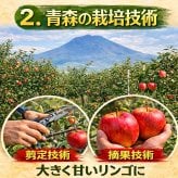 新物！青森県産　りんご　王林　訳あり　ご家庭用　5kg　12-25玉程度　送料無料！