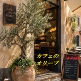 オリーブの鉢植え 9号(1205:ミッション・ルッカ他)大型 創樹ブランド　 シンボルツリー 開店祝い 新築祝い
