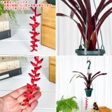 PLANCHU 観葉植物 エクメア フォスターズフェイバリット 4号吊り鉢 育て方説明書付き Aechmea ‘Foster's Favorite’ ブロメリア タンクブロメリア