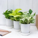 観葉植物 ポトス 3種セット ゴールデン ライム マーブルクイーン 4号鉢 受け皿付き 育て方説明書付き エピプレムヌム