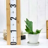 PLANCHU 観葉植物 プラティケリウム アルキコルネ 3.5号鉢 受け皿付き 育て方説明書付き Platycerium alcicorne アルシコルネ ビカクシダ コウモリラン シダ植物