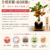 おすすめギフト 盆栽 姫りんご 大人気 健康祈願 ミニ盆栽 癒し 植物 花が咲く 出産祝い盆栽 風水開運盆栽 盆栽 ミニ 室内 初心者 引っ越し祝い 癒し 植物 父親 誕生日 プレゼント 盆栽 ギフト 令和