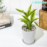 PLANCHU 観葉植物 ドラセナ サンデリアーナ ゴールデン 4号鉢 受け皿付き 育て方説明書付き Dracaena sanderiana ‘Golden’ 銀葉千年木