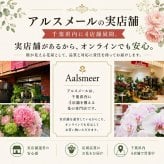 シクラメン 6号 鉢植え 送料無料 最高級シクラメン ビクトリア鉢花 6号 お歳暮 花 ギフト 誕生日 プレゼント 鉢植え 花鉢 フラワー 生花 クリスマス 自宅用 メッセージ 6寸 季節の花 季節の花鉢 おしゃれ 贈り物 花ギフト 誕生日プレゼント 北海道配送可