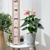 PLANCHU 観葉植物 アンスリウム スイートドリーム 4号鉢 受け皿付き 育て方説明書付き Anthurium andraeanum ‘Sweet Dream’ アンスリューム アロイド 鉢花 ピンク系