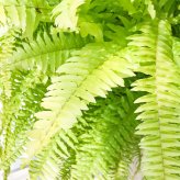 PLANCHU 観葉植物 ネフロレピス ハッピーゴールデン 8号吊り鉢 育て方説明書付き Nephrolepis exaltata ‘Happy Golden’ ボストンファーン ボストンファン シダ植物