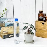 PLANCHU 観葉植物 アロカシア バンビーノ アロー 3.5号鉢 受け皿付き 育て方説明書付き Alocasia ‘Bambino Arrow’ アロイド