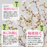 桜・・・そう聞くだけで心和む景色を貴方のもとへ　別名豆桜 【富士桜・湖上の舞の盆栽　万古焼 白深鉢 】