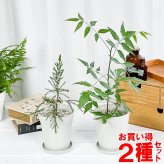 虫除け植物 ミラクルニーム ＆ モスキートブロッカー 4号鉢 2種セット 受け皿付き 育て方説明書付き 観葉植物 PVP