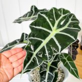 PLANCHU 観葉植物 アロカシア アマゾニカ ポリー 6号鉢 受け皿付き 育て方説明書付き Alocasia × amazonica ‘Polly’ アロイド