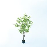 観葉植物 造花 斑入りベンジャミン BROWN 全高約150cm 大型 ゴムの木 フェイクグリーン 本物そっくり おしゃれ インテリア 人工観葉植物 アーティフィシャルグリーン オフィス 店舗 ホテル 開店祝い 室内 ベンジャミン 斑入り フィカス フェイク