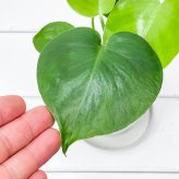 PLANCHU 観葉植物 モンステラ ＆ ヒメモンステラ 2種セット 3.5号鉢 受け皿付き 育て方説明書付き