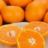 浜松の蜜柑 果汁100％ ジュース 5本 みかんジュース 食品添加物無添加 柑橘ジュース【沖縄県・離島 配送不可】