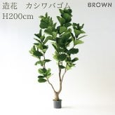 観葉植物 造花 カシワバゴム BROWN 全高約200cm 大型 曲がり幹 フェイクグリーン 高級 本物そっくり リアル おしゃれ インテリア 人工観葉植物 アーティフィシャルグリーン シンボルツリー オフィス 店舗 ホテル 開店祝い 室内 リビング 玄関 風水 ゴムの木