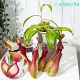 PLANCHU 食虫植物 ネペンテス アラタ アカ 5号鉢 受け皿付き 育て方説明書付き Nepenthes alata アラータ ウツボカズラ
