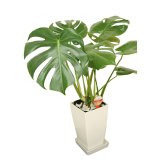 モンステラ 6号 角プラ 高さ約60cm 観葉植物