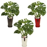 モンステラ 6号 カラーポット 高さ約70cm 観葉植物